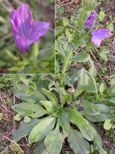 Echium cfr. plantagineum